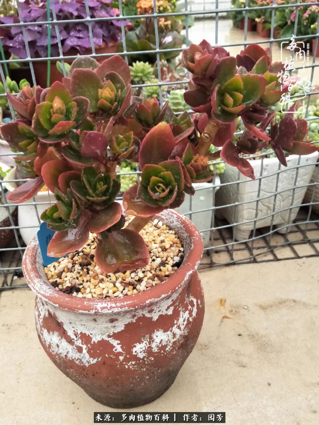 多肉开花最好看最好养前十名,多肉哪个品种开花最好看