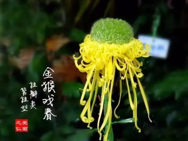 80种最美菊花高清图片,最具欣赏价值的菊花
