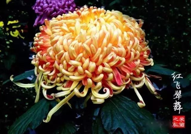 80种最美菊花高清图片,最具欣赏价值的菊花