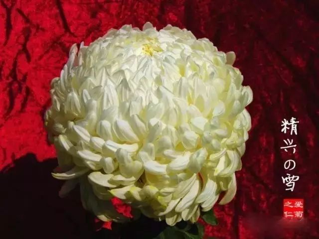 80种最美菊花高清图片,最具欣赏价值的菊花