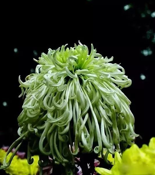 80种最美菊花高清图片,最具欣赏价值的菊花