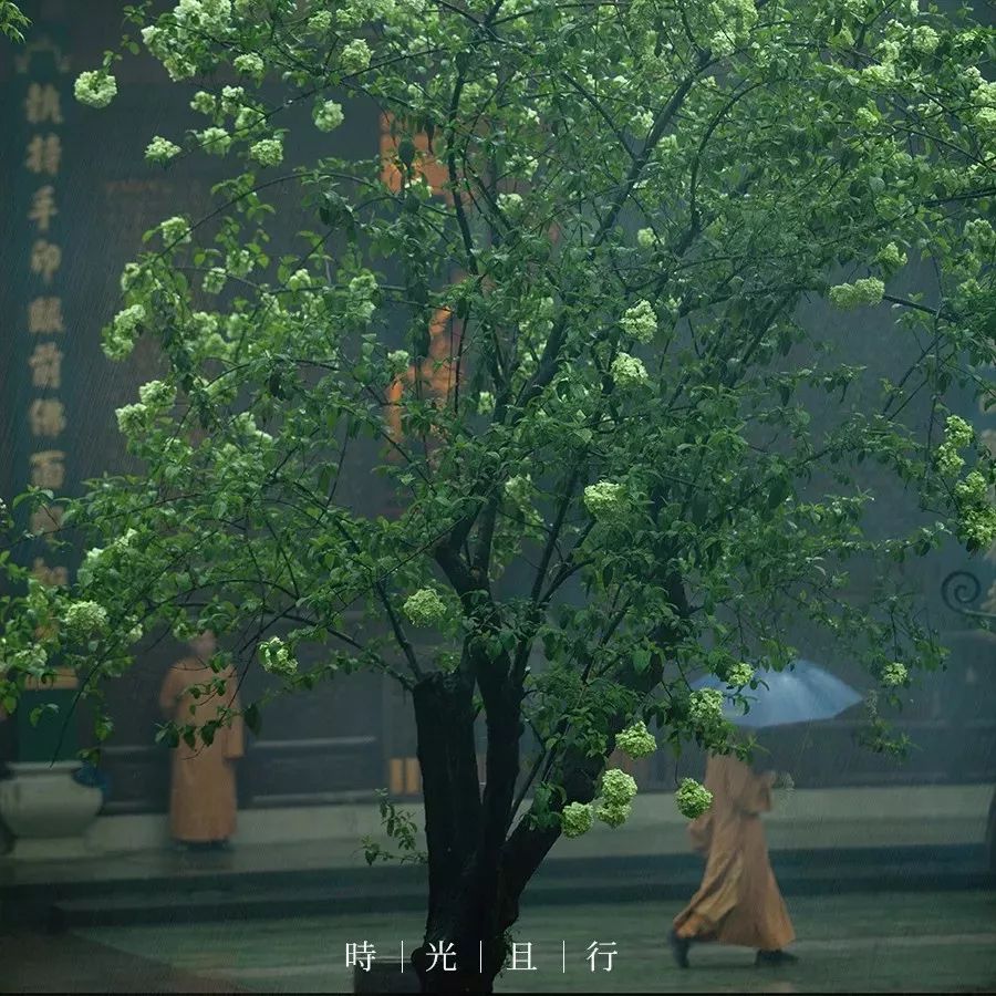 谷雨喝茶养生健康,谷雨节气与喝茶