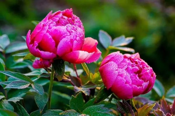 看牡丹何必去洛阳,洛阳看牡丹有多美