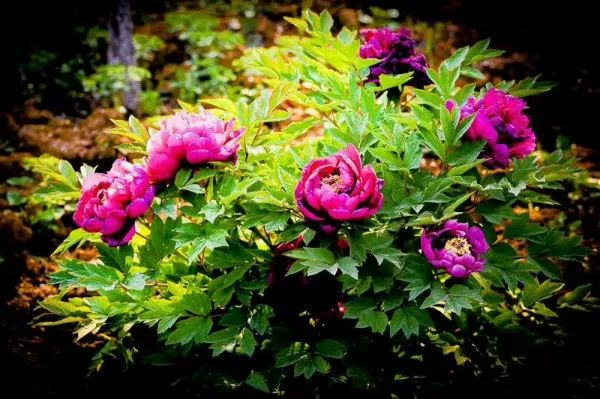 看牡丹何必去洛阳,洛阳看牡丹有多美