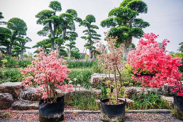 无锡赏花一日游,无锡春日樱花旅游攻略