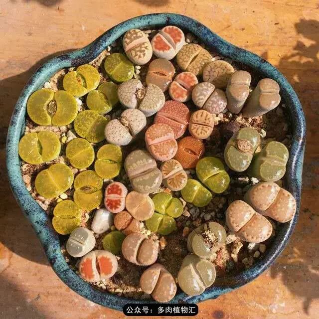 听说这段时间,肉友都在疯狂手撕屁屁?别了吧,再撕屁屁就烂了!