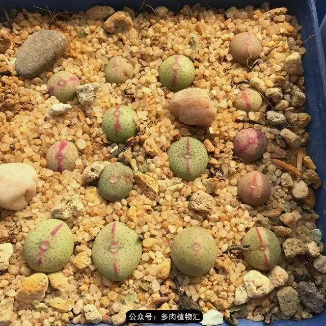 听说这段时间，肉友都在疯狂手撕屁屁？别了吧，再撕屁屁就烂了！