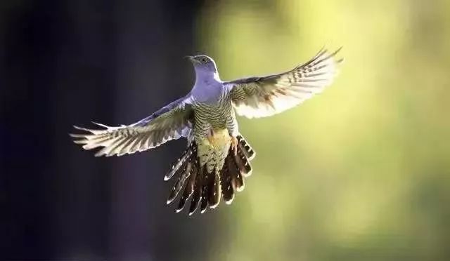 今日谷雨百谷生长万物更新,今日谷雨雨生百谷万物逢时皆美好
