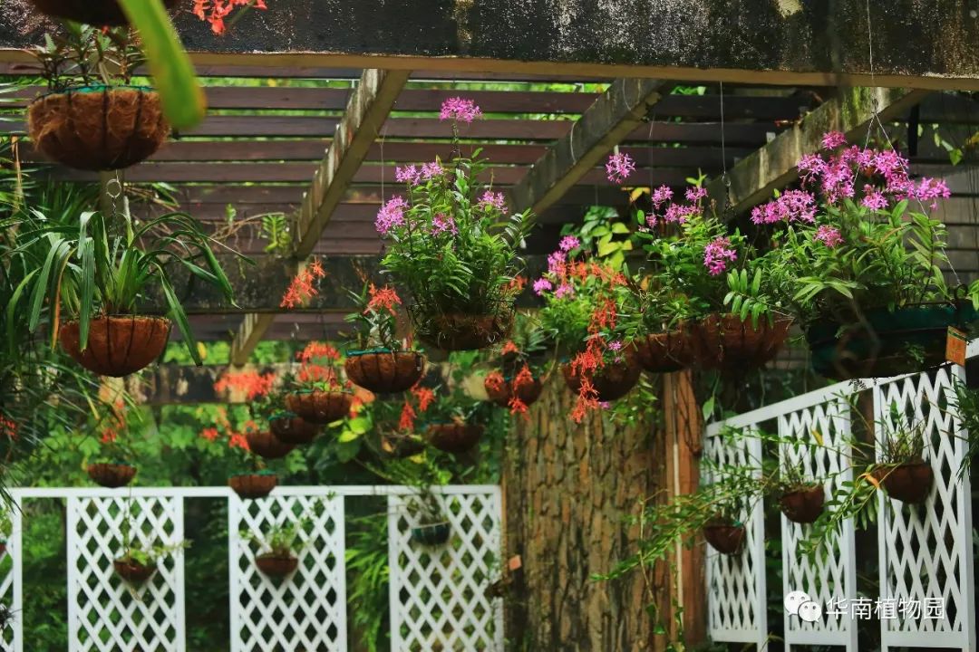 新知|如烟花般绚烂——火焰兰