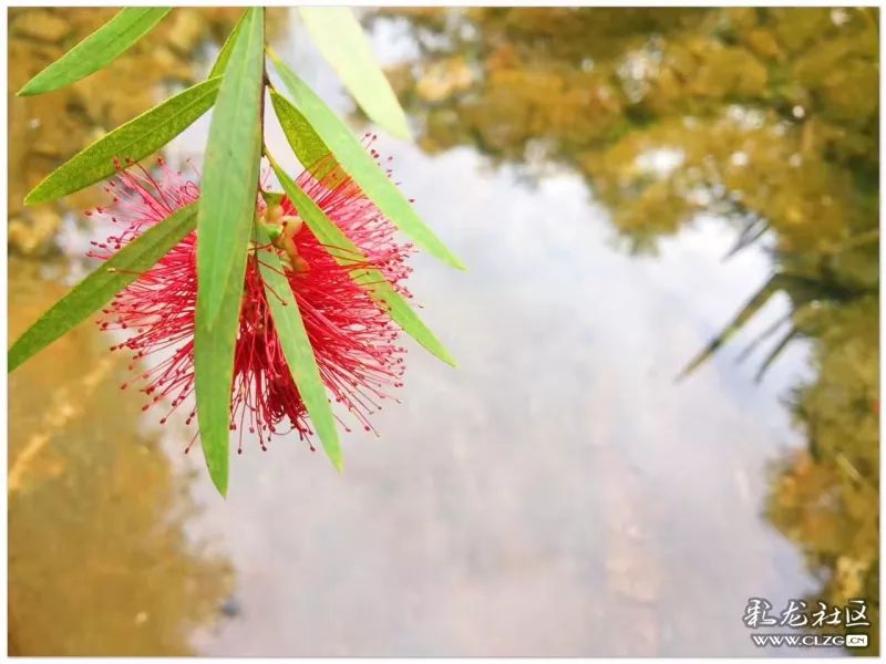 云南昆明花之都鲜花,昆明鲜花之都