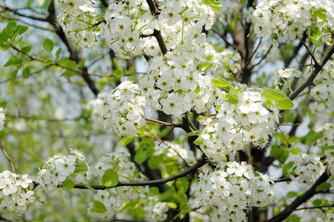 石楠树上花纷纷,路上行*欲人**断魂