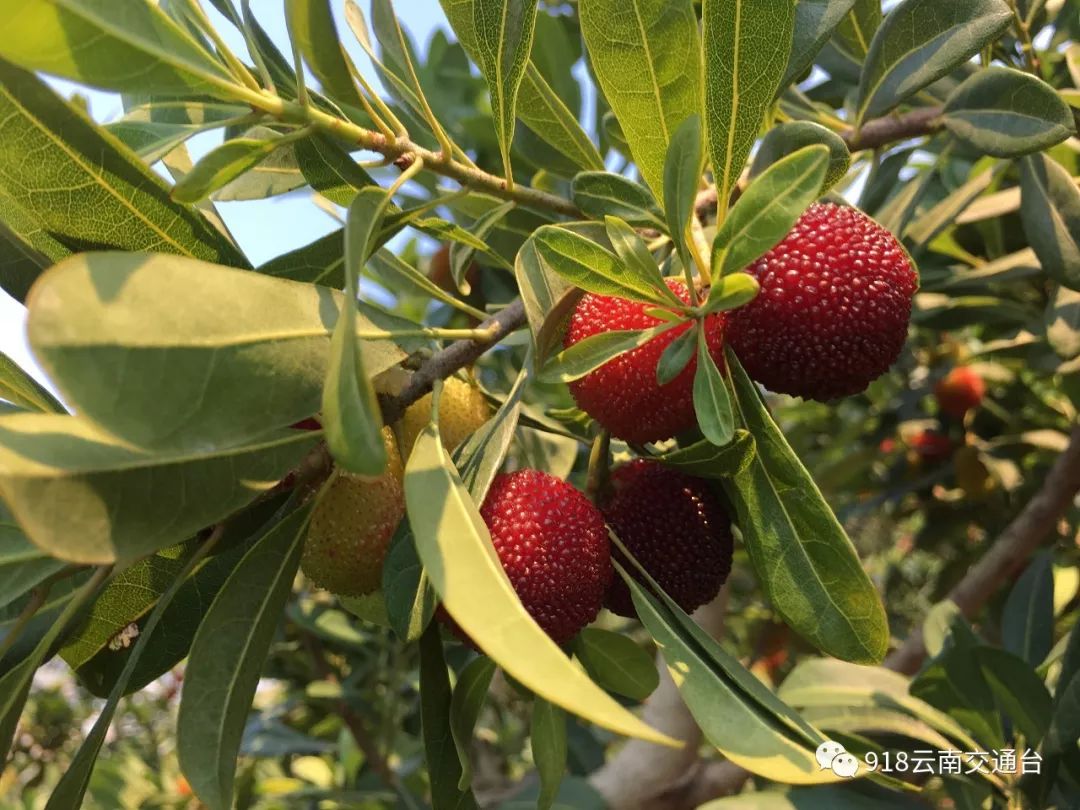 石屏杨梅樱桃采摘方法,石屏杨梅上市了欢迎大家来品尝