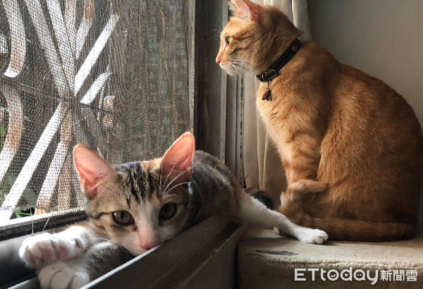 炒菜硬是要闻香　调皮猫胡须被烫成卷的