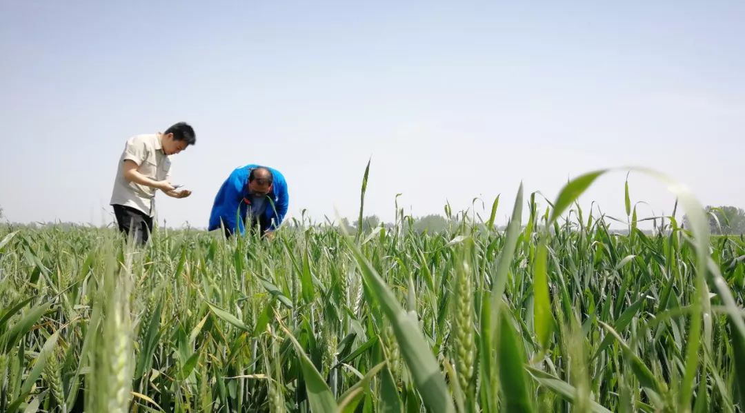 金香玉玉米肥,金香玉复合肥玉米专用肥亩用量