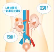 科普肾脏,医学科普出汗和肾脏关系