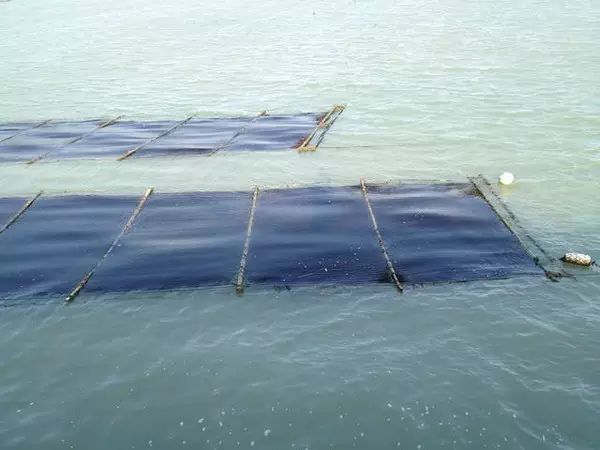 怎么分辨紫菜是塑料做的,都说紫菜是塑料袋做的能吃吗