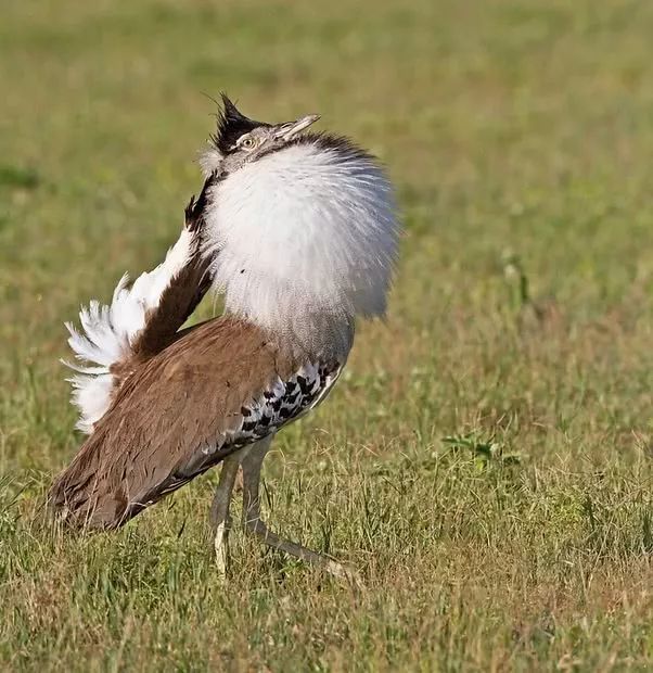 奇怪的冷知识动物,鸟类冷知识