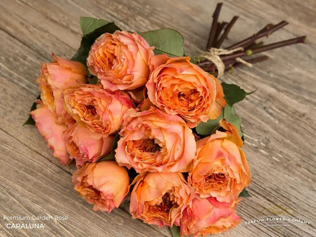 月季美植袋大苗,安徽品种月季袋苗大量供应