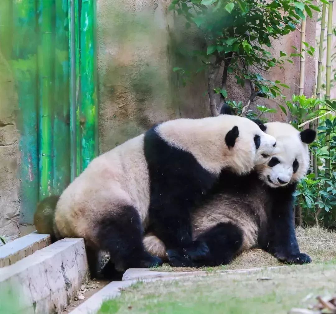 灵玲国际马戏城儿童节,厦门灵玲国际马戏城大熊猫叫什么