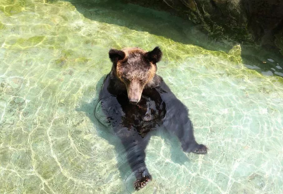 灵玲国际马戏城儿童节,厦门灵玲国际马戏城大熊猫叫什么