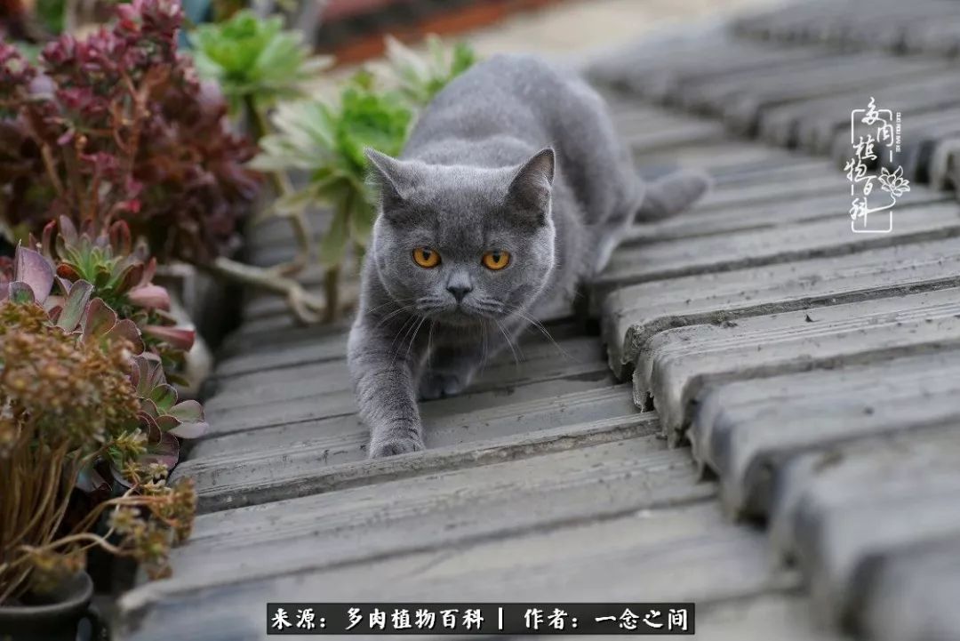 天敌Or天使：多肉与萌宠共处一室，究竟是谁的幸与不幸?