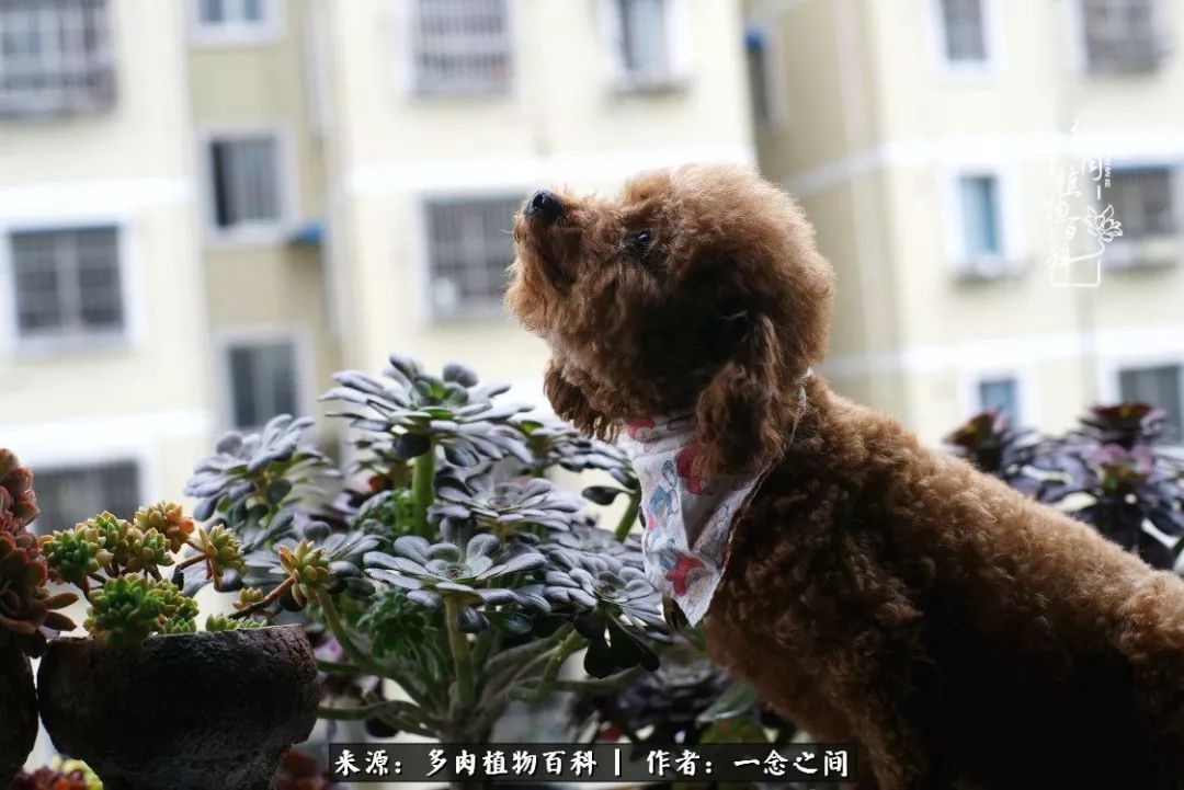 天敌Or天使：多肉与萌宠共处一室，究竟是谁的幸与不幸?