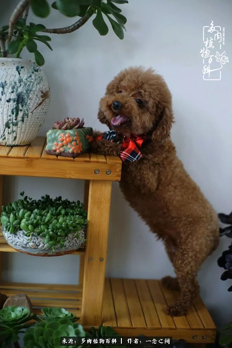 天敌Or天使：多肉与萌宠共处一室，究竟是谁的幸与不幸?