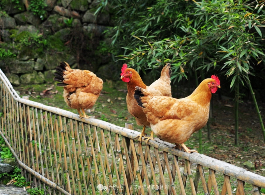 隐藏大山深处的小村庄,一个山清水秀的美丽小村庄