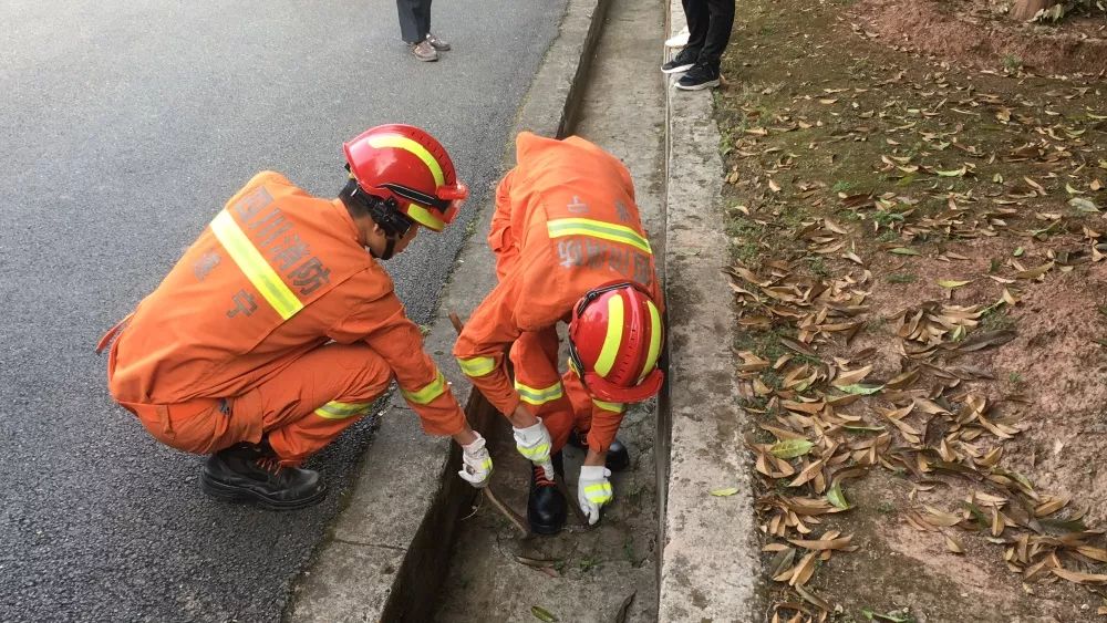 公园树下惊现2米大蛇,小区惊现1米多长大蛇