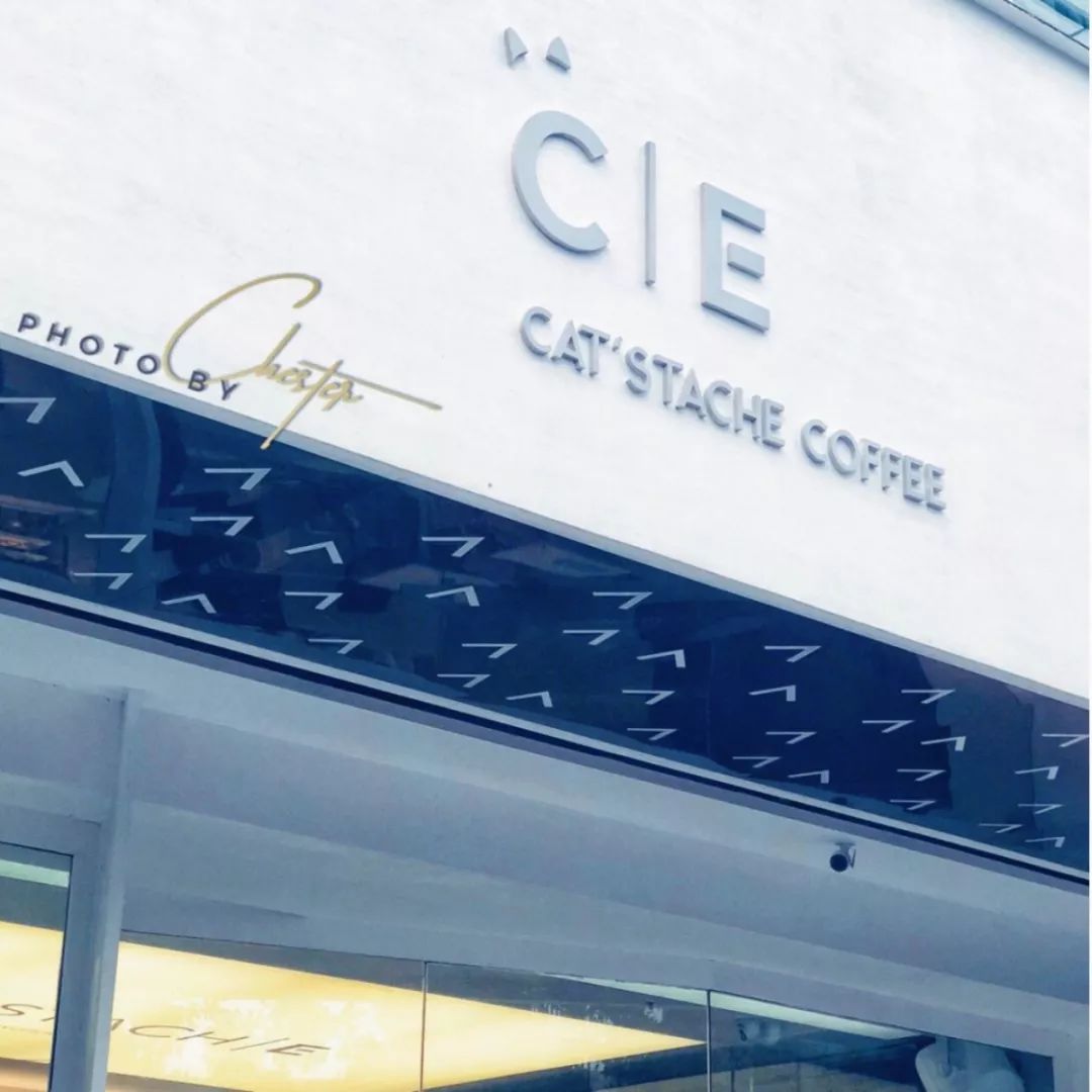 来成都享受美景美食，顺便挼（ruá）个猫可好？