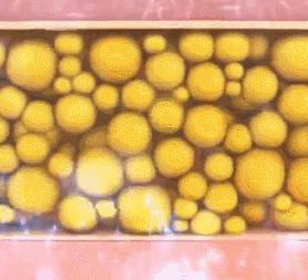 清洁力强消背痘的沐浴露,瘦身美白沐浴液