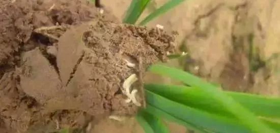 地下害虫的综合防治方法有哪些,地下害虫的主要防治方法是什么