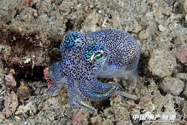 如何区分章鱼墨鱼鱿鱼,怎么区分章鱼乌贼墨鱼鱿鱼