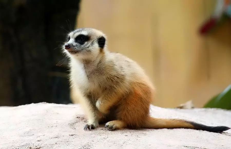 神奇动物巡展,昌吉环宇邻里中心