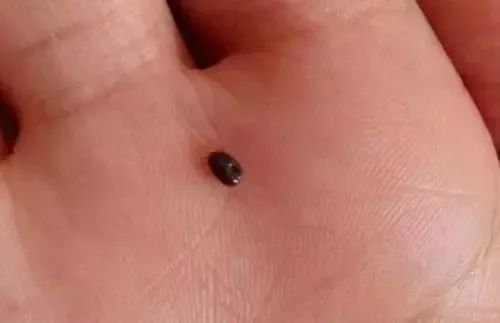 不用喂药！不用追！轻轻喷在它们的必经之路，就能瞬间“制服”！