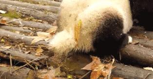 熊猫萌啦,熊猫萌化