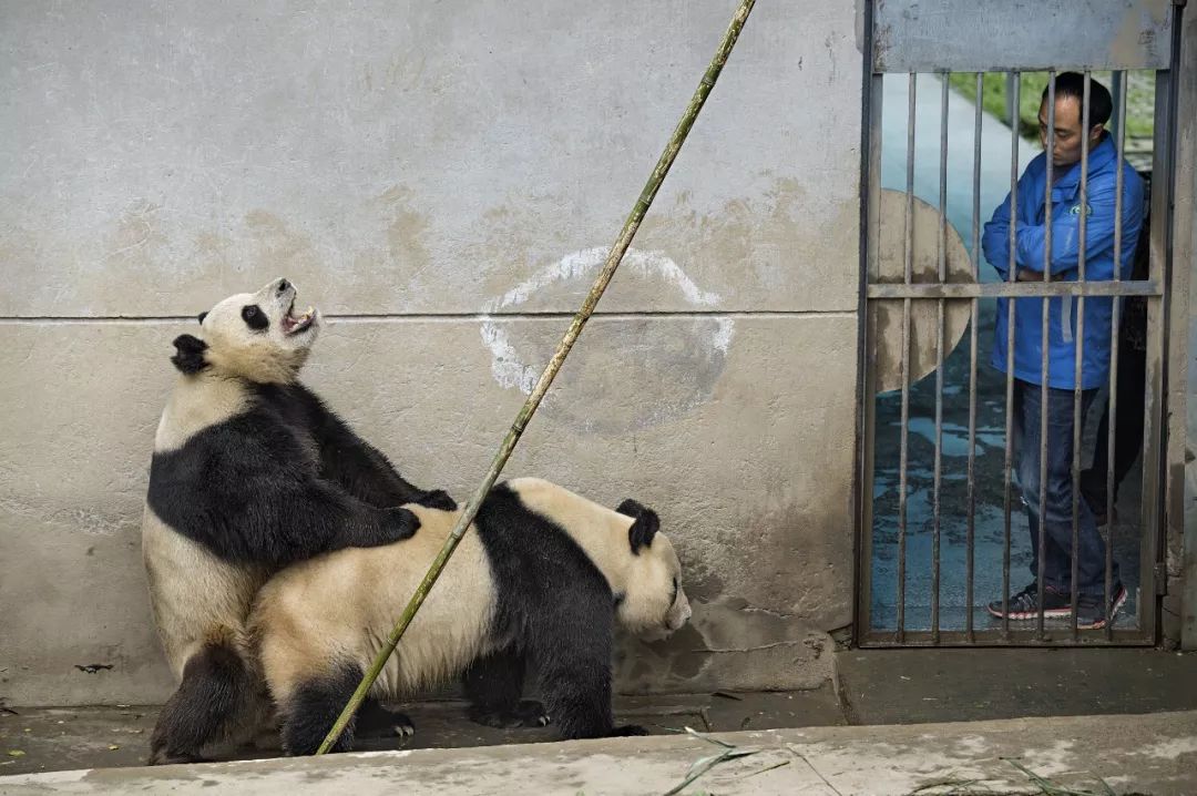 熊猫萌啦,熊猫萌化