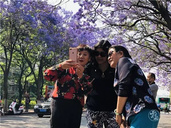 过节！以蓝花楹的名义