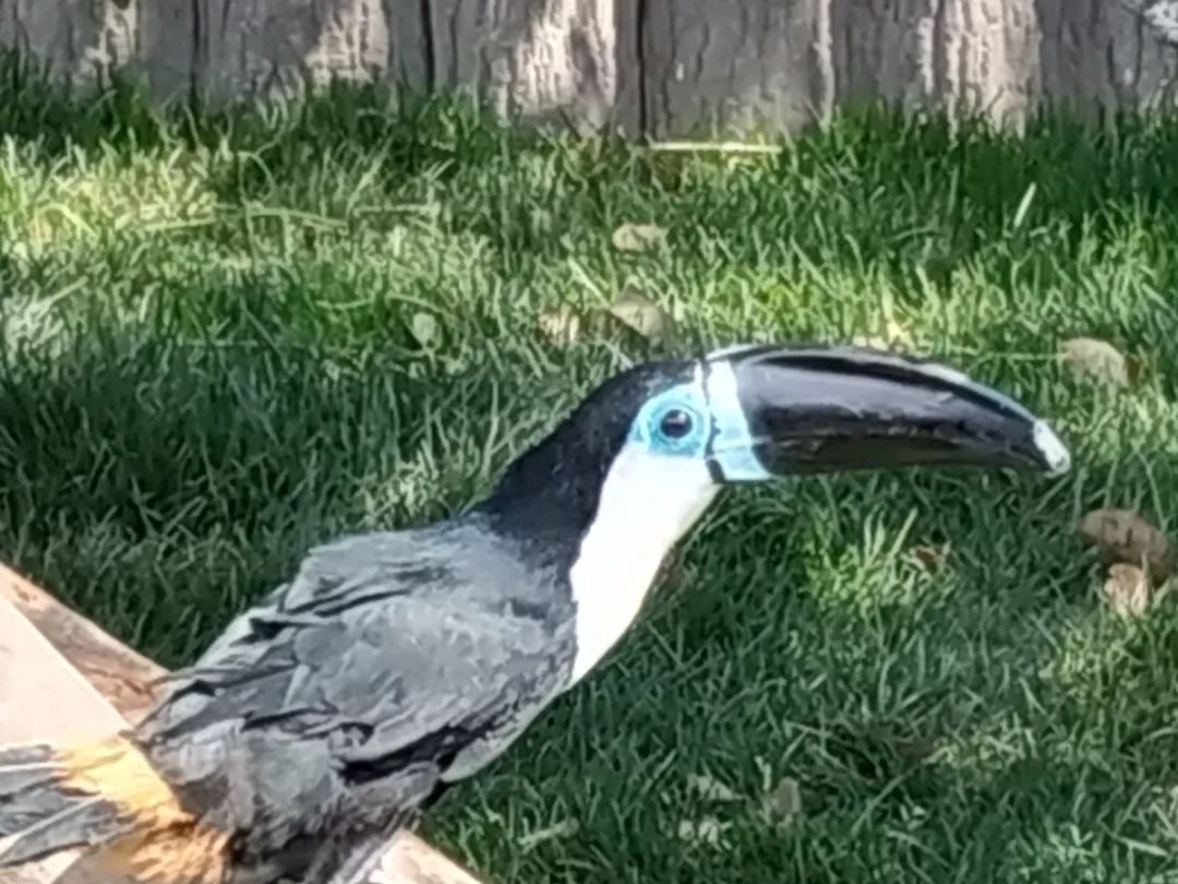 去处｜你真的知道怎么玩转上海野生动物园吗？最全指南在这里！