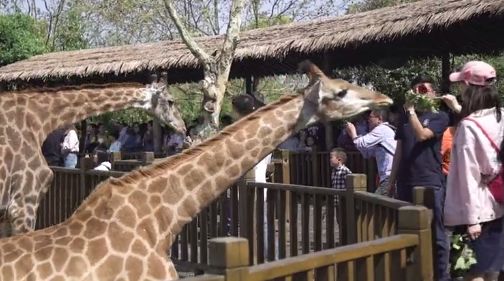 去处｜你真的知道怎么玩转上海野生动物园吗？最全指南在这里！