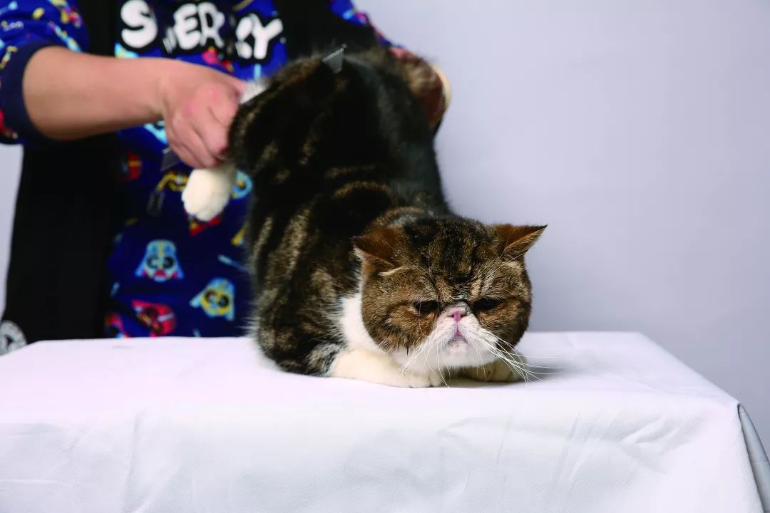 猫咪洗澡水温多少度,猫咪洗澡的正确方法