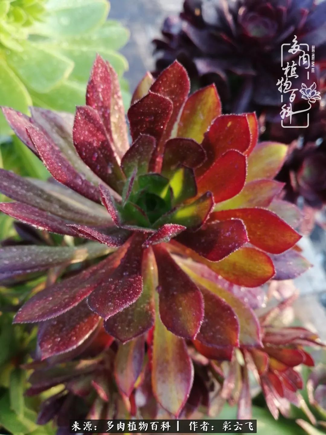 爱春天,爱阳光,爱法师!让我们一起跳法师坑吧!