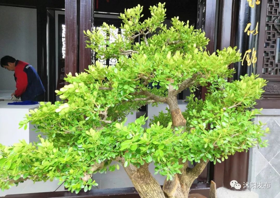 江苏沭阳春日旅游攻略图,沭阳旅游攻略自由行