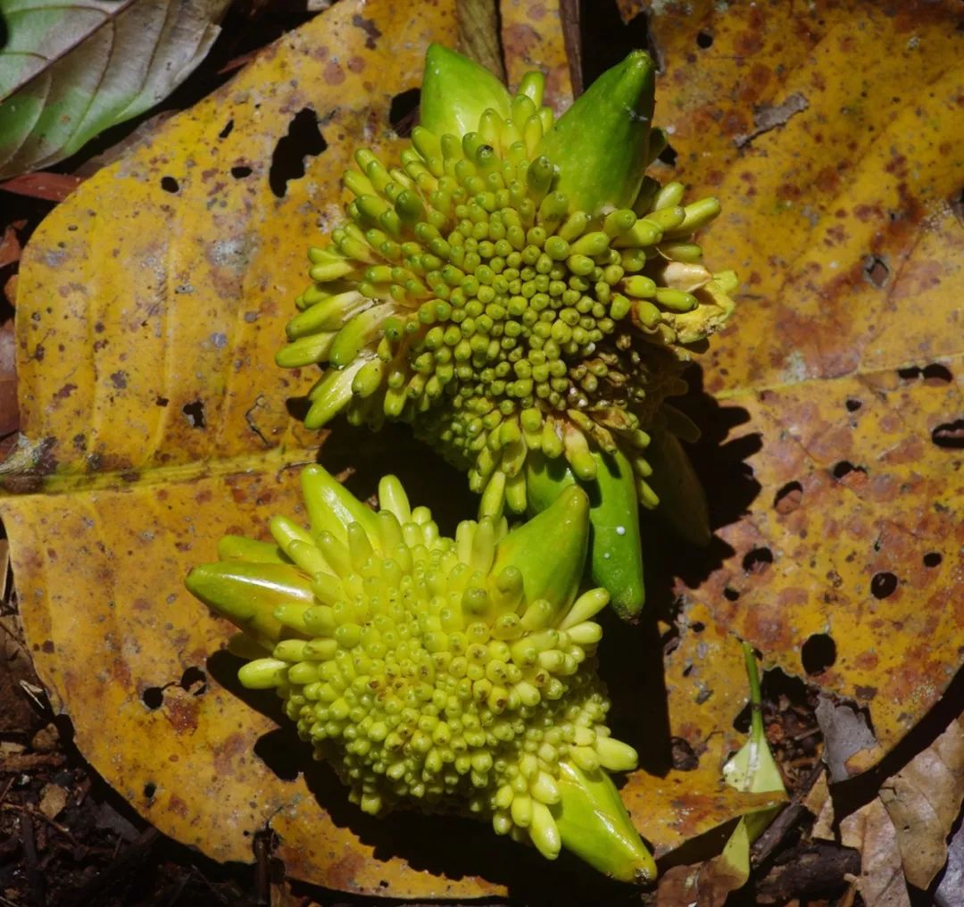 喜欢吃榴莲的人有钱,真正爱吃水果的人