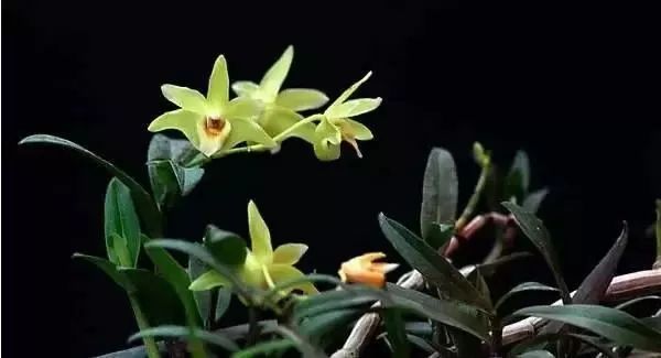 最近中药饮片生产质量规范,中药饮片质量参考文献