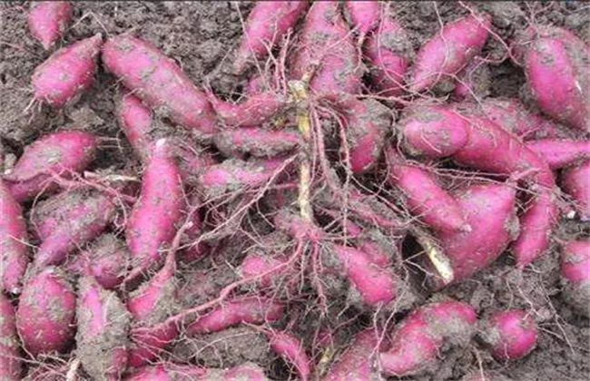 红薯几月种植最好又结红薯多,用红薯秧种植红薯