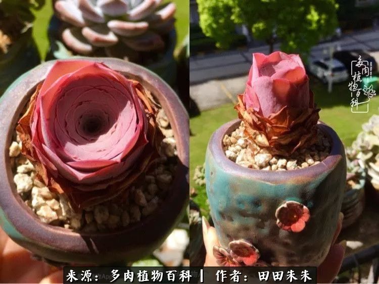 山地玫瑰爆侧芽要怎样养护,适合新手养的山地玫瑰