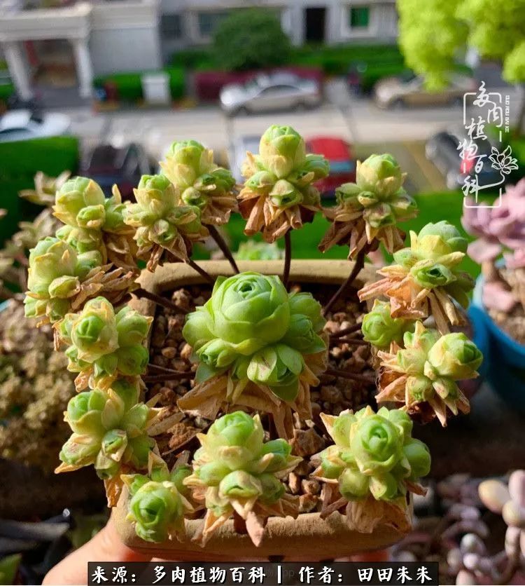 玫小青,7月份了山地玫瑰该怎么养