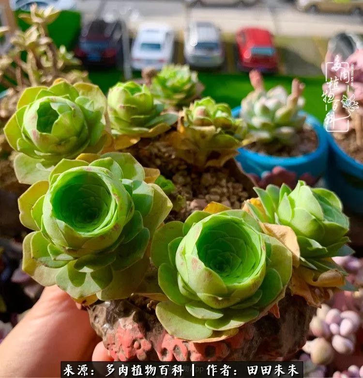 山地玫瑰爆侧芽要怎样养护,适合新手养的山地玫瑰