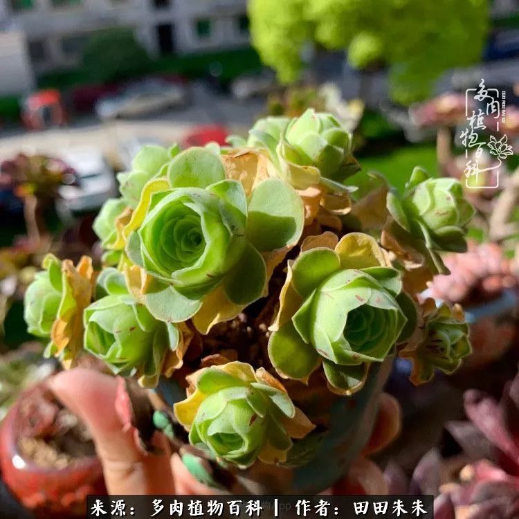 玫小青,7月份了山地玫瑰该怎么养